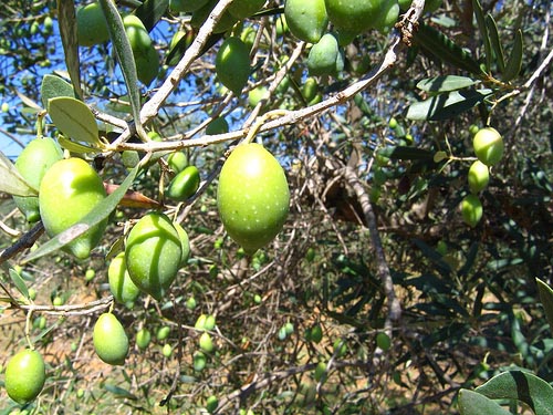 Olive Olea europaea